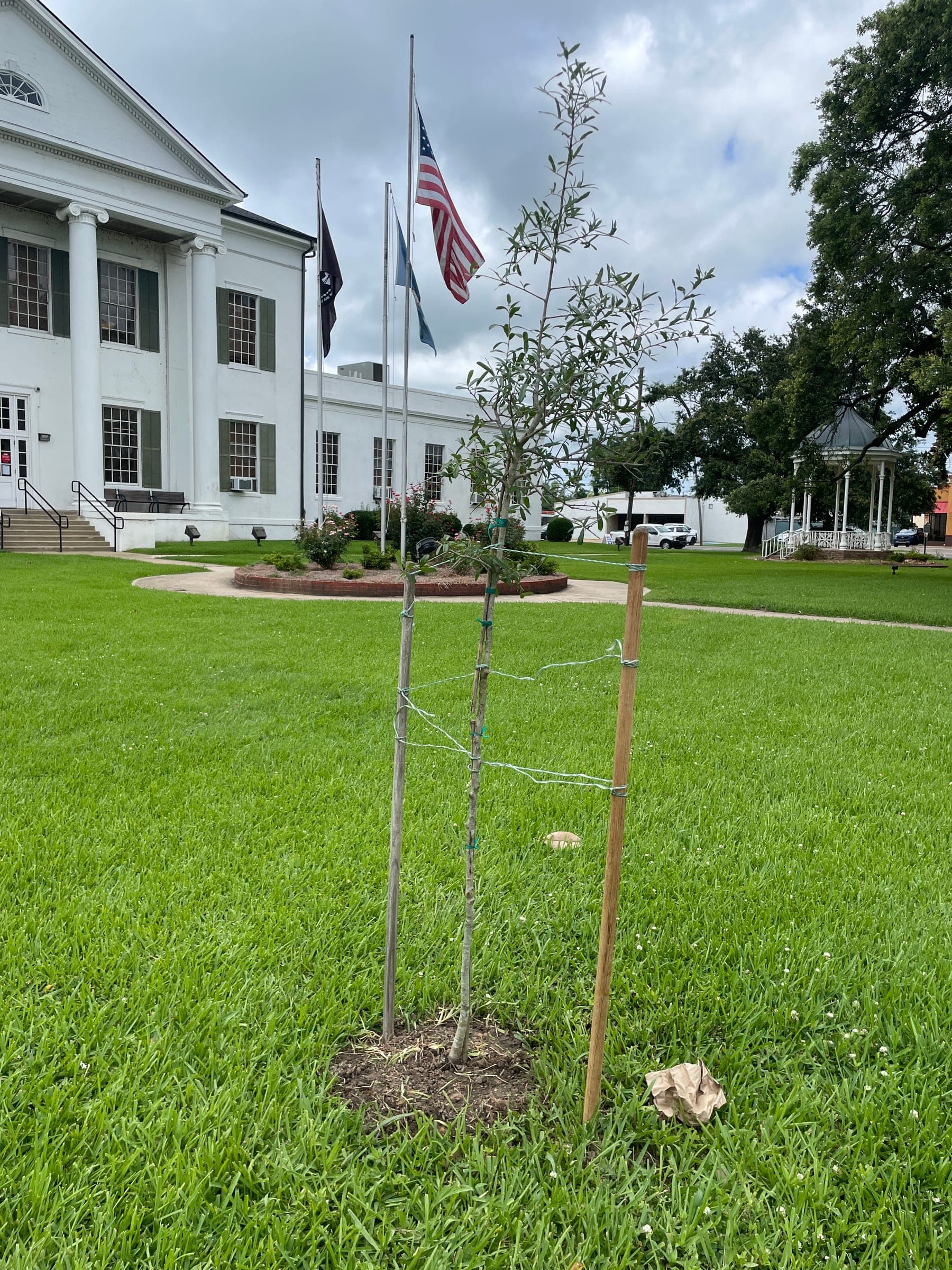 A young tree, newly planted and staked, on a lawn